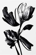 Juliste Black Flower
