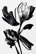 Juliste Black Flower