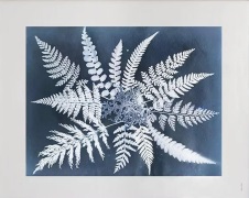 Fine Little Day Fern star -juliste 40 x 50 cm
