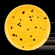 Marimekko Oiva lautanen Ø13,5 cm Yellow-black