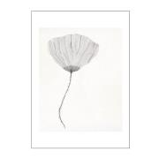 Poster & Frame - The Poster Club x Ana Frois Juliste 50x70 cm Poppy