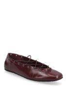 Pointe Ballerinat Burgundy Steve Madden